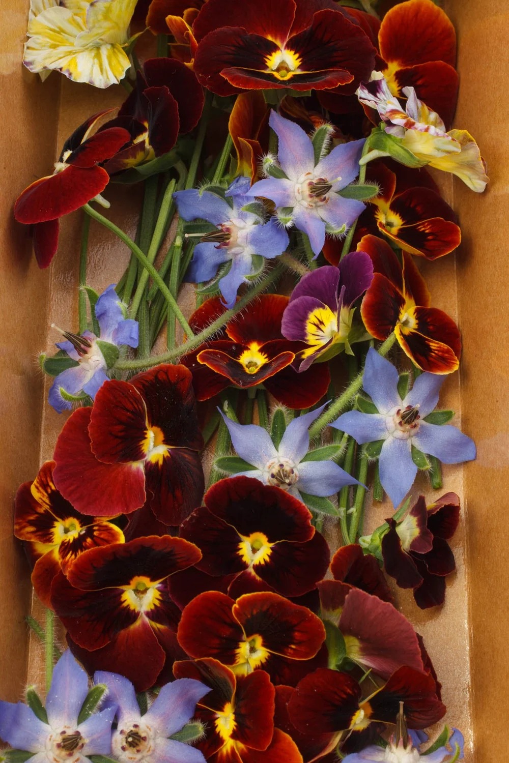 Studio bouquet of edible pansies and blue borage