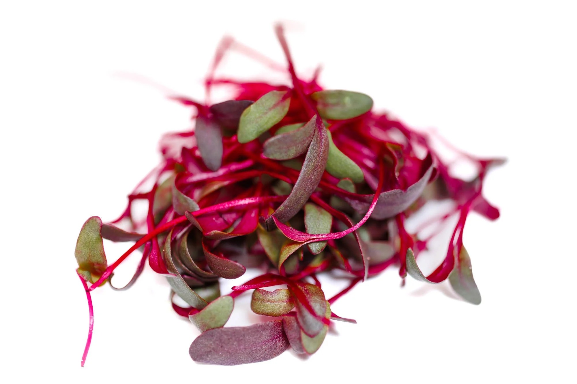 Red bullsblood microgreens