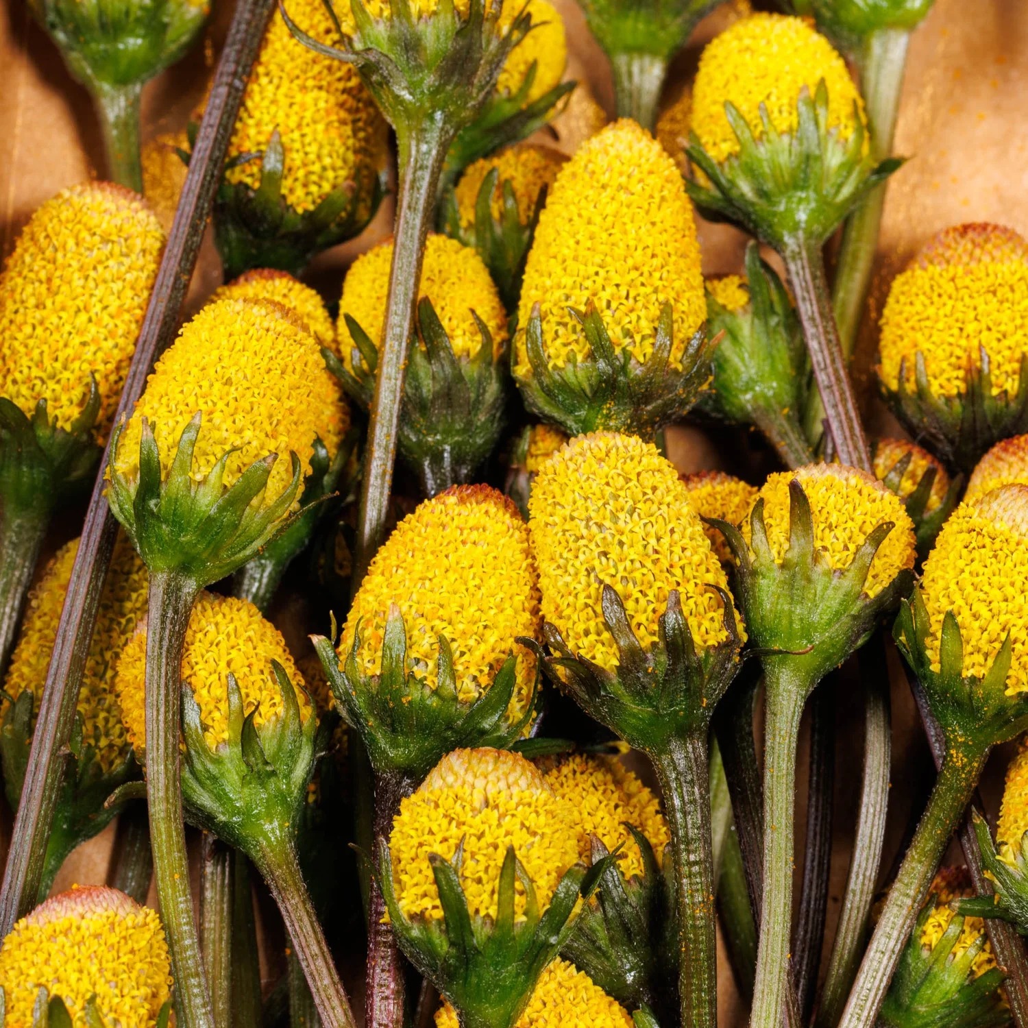 Yellow buzz button flowers