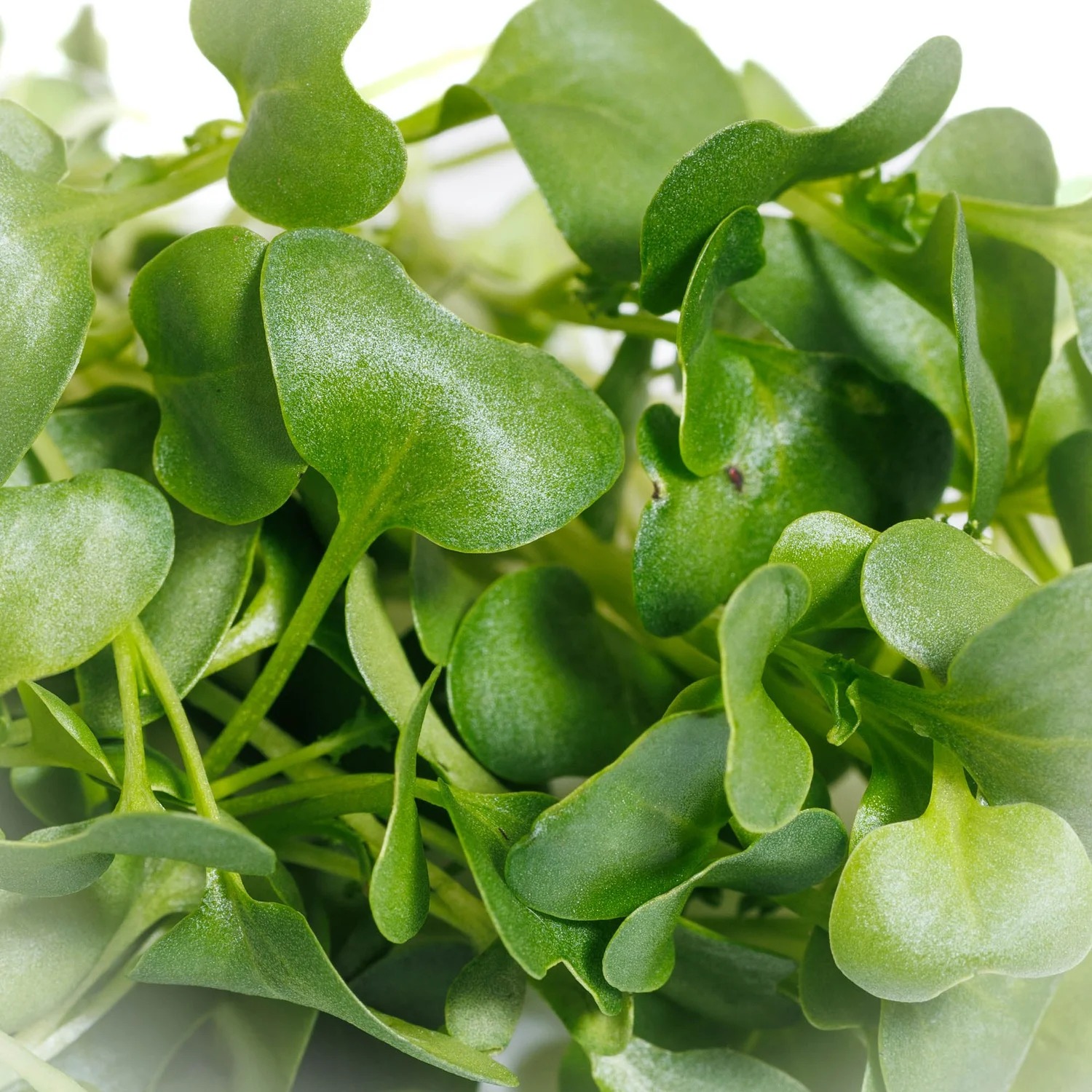 Kale microgreen texture