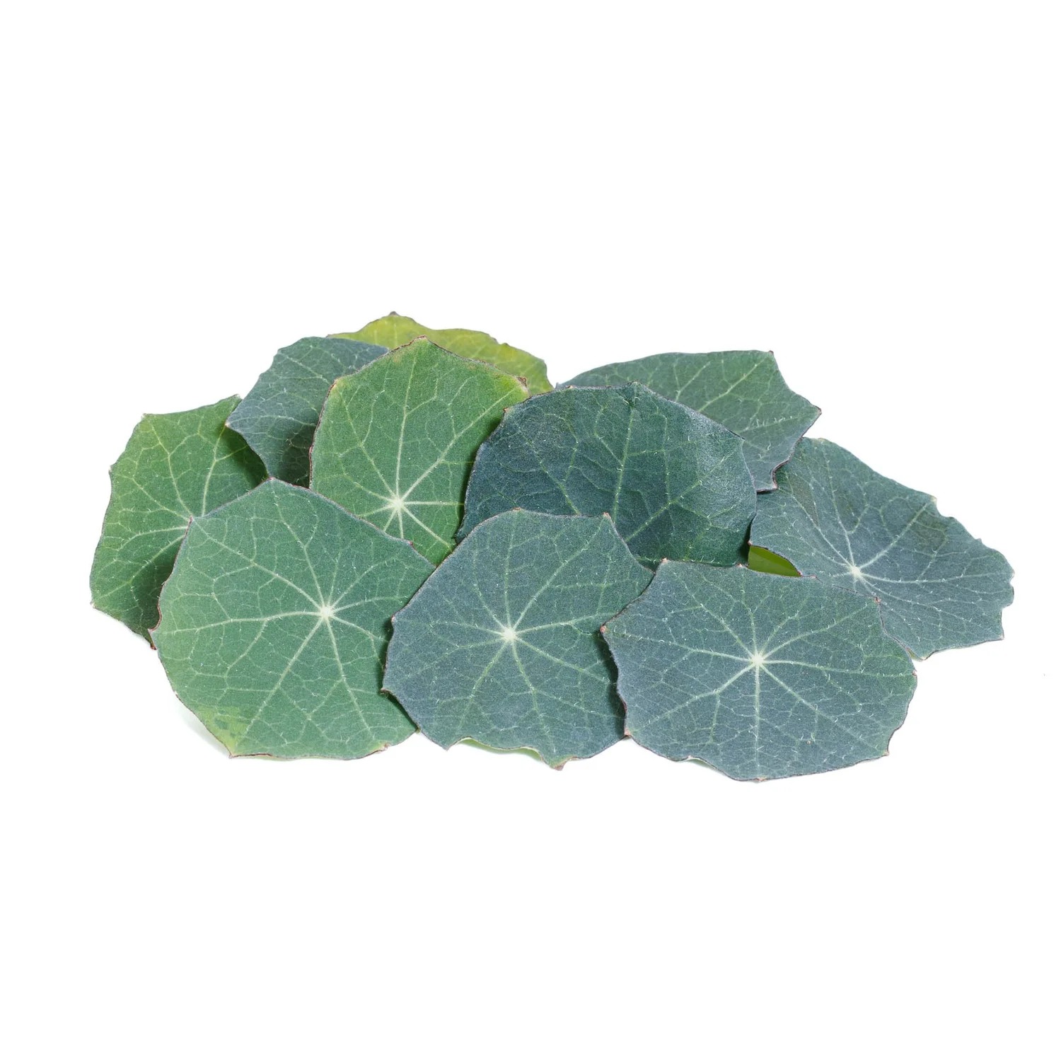 Nasturtium leaves