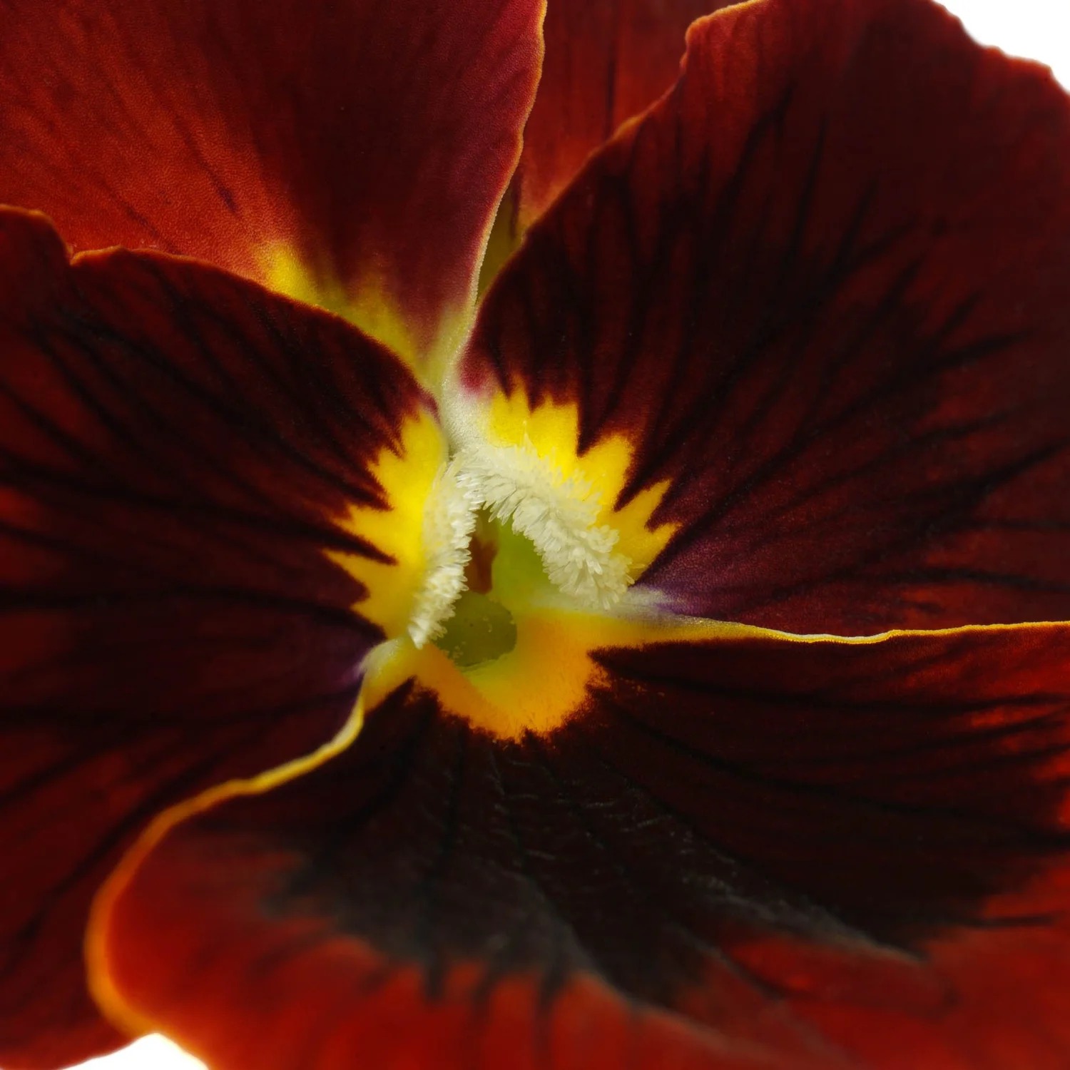 Deep red edible pansy
