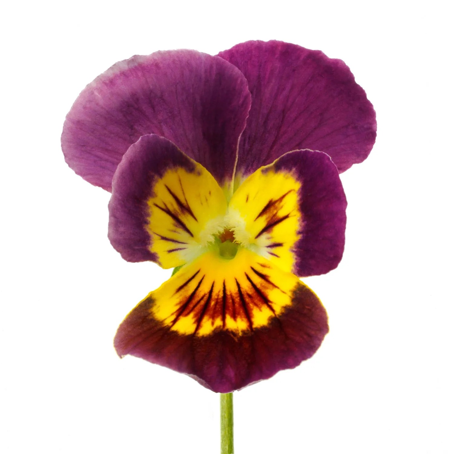 Purple and yellow edible pansy