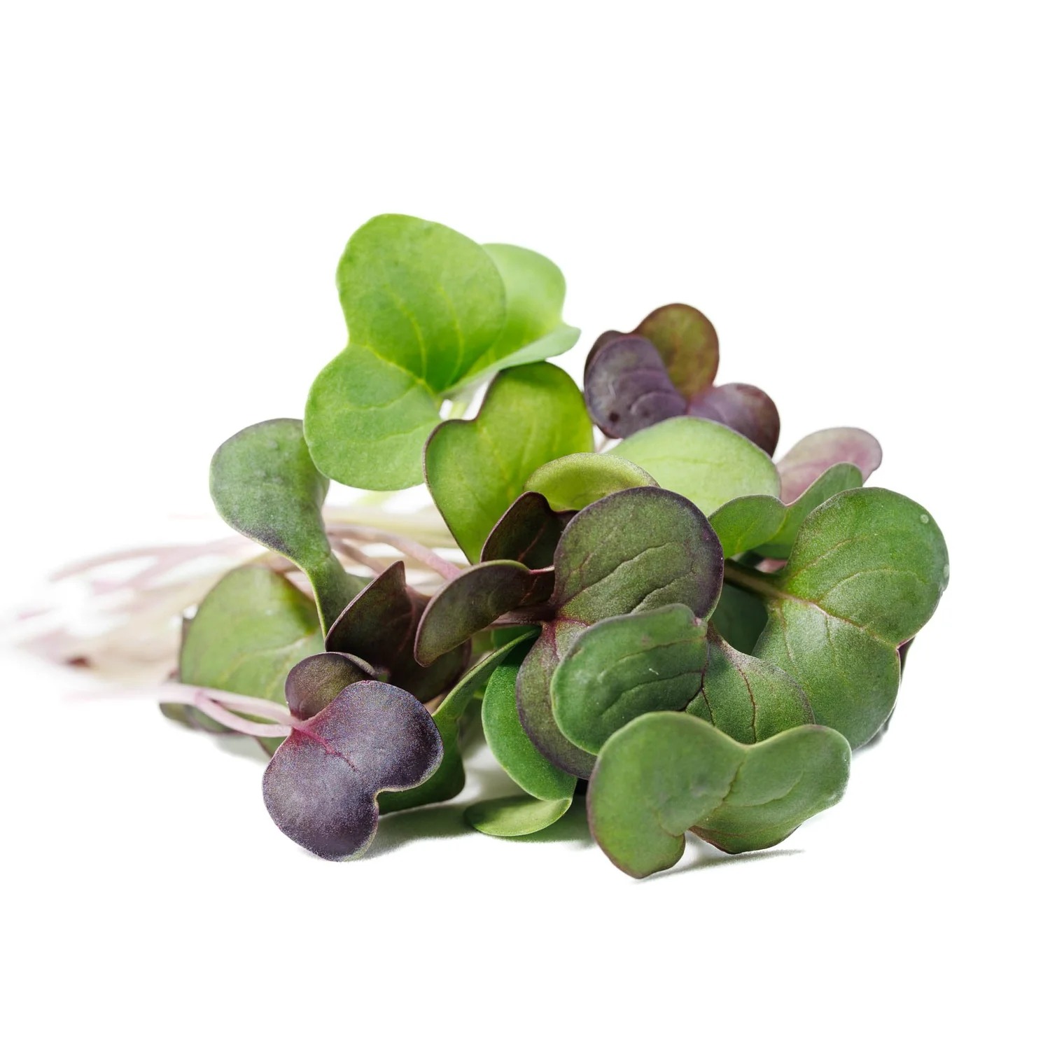 Spicy microgreen mix