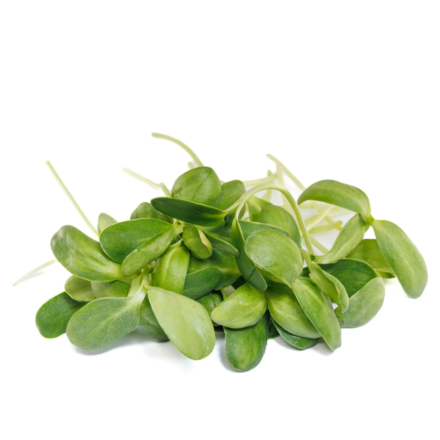 Sunflower microgreen or bloom