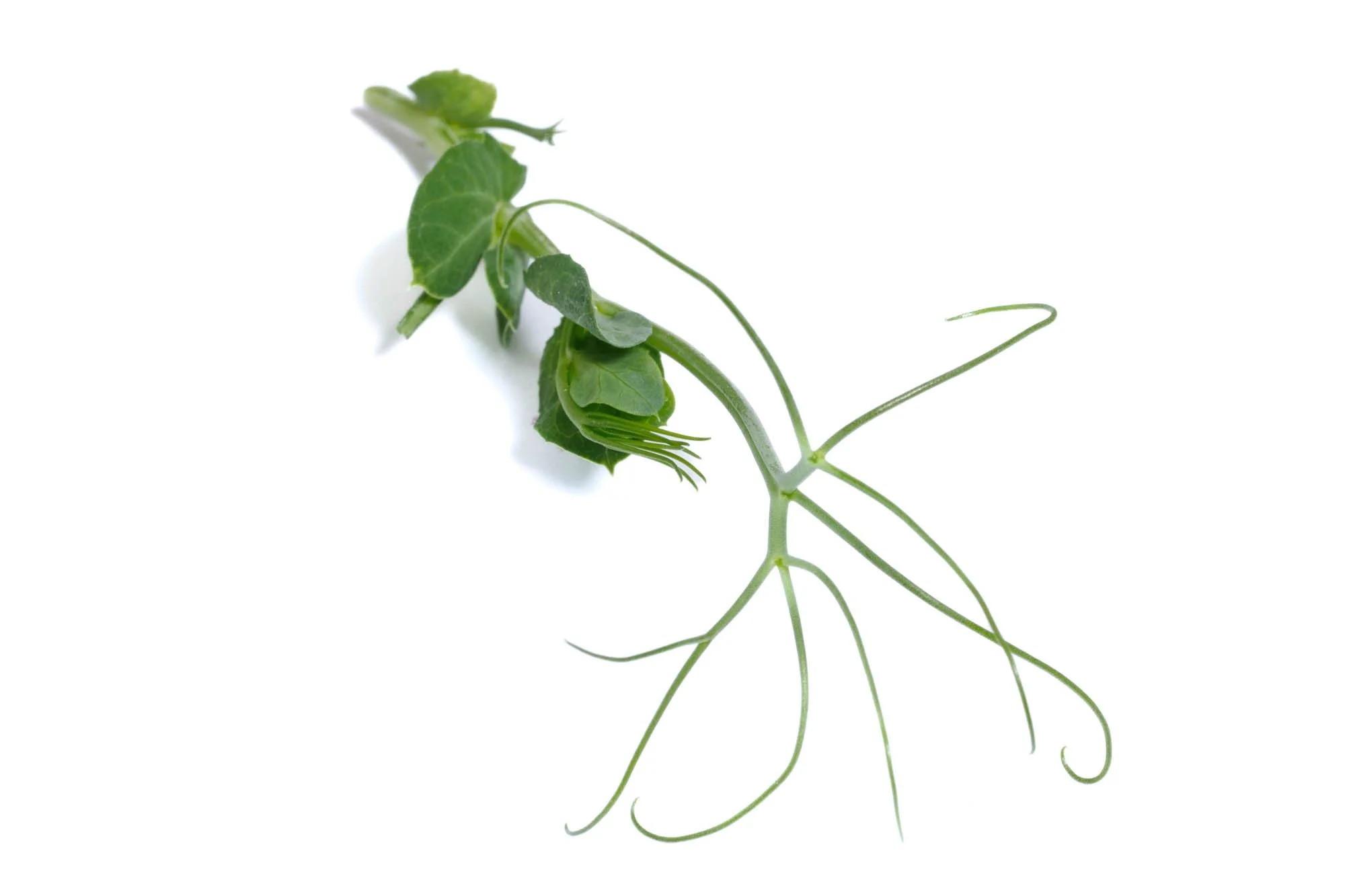 Pea tendrils