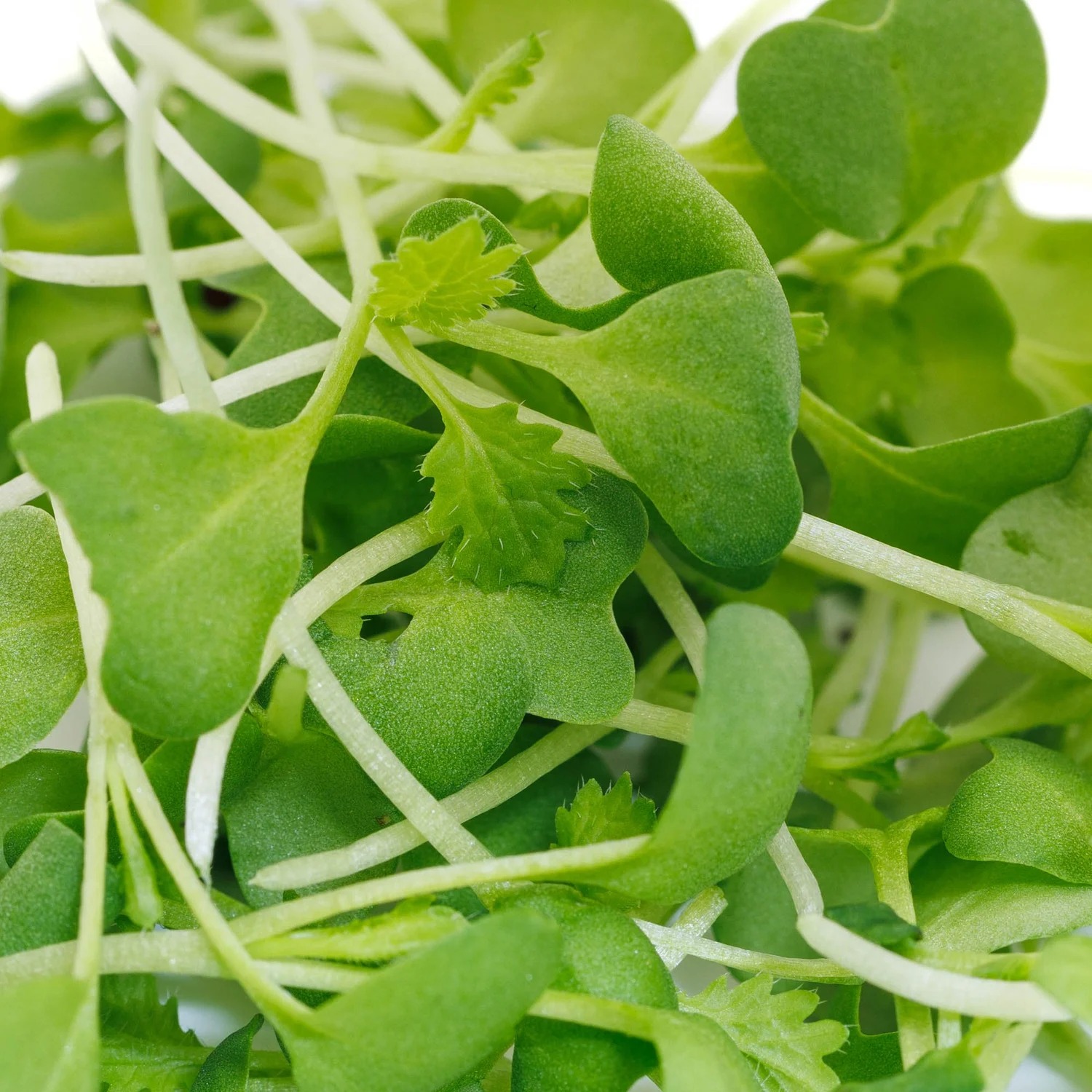 Broccoli true leaves