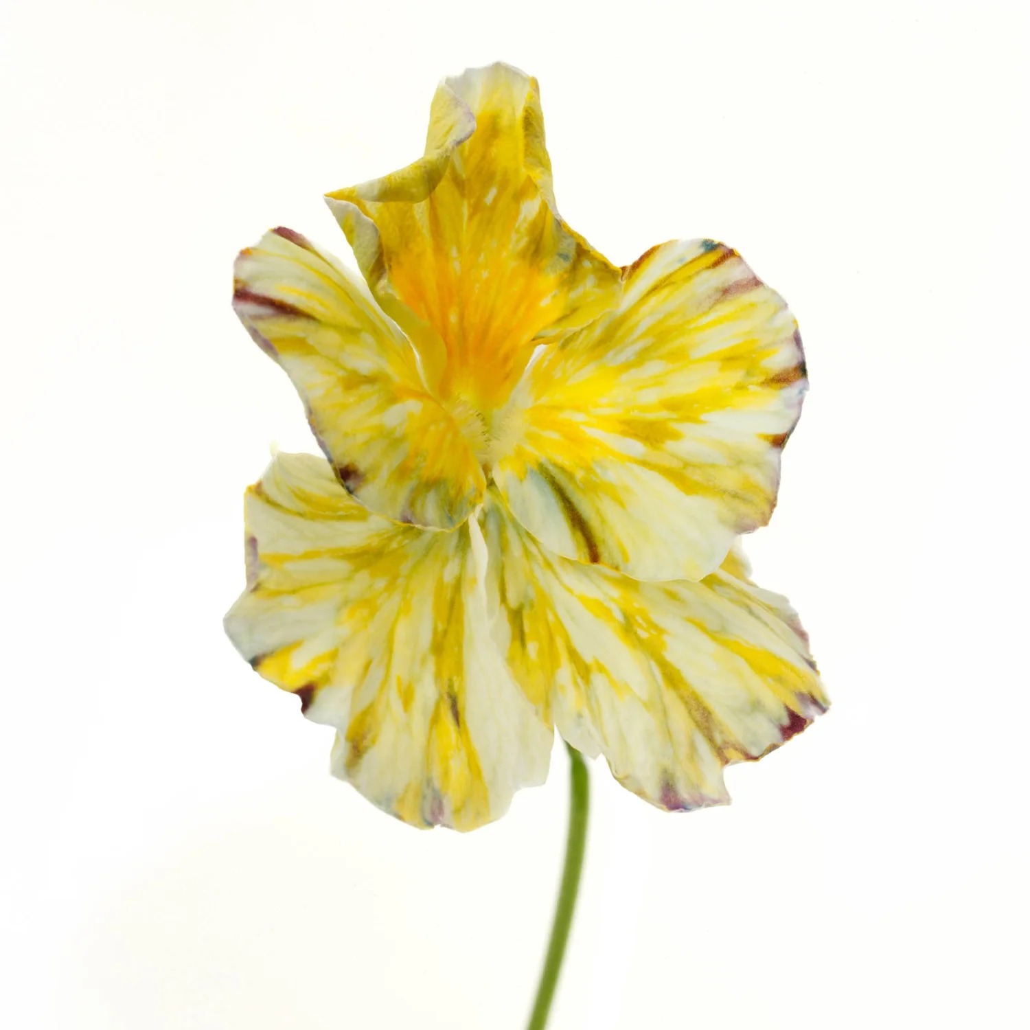 Bright yellow pansy bloom